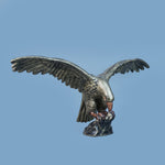 Royal Eagle - Antique Brass Collection